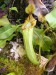 Nepenthes veitchii4.jpg