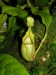 Nepenthes veitchii5.jpg