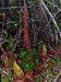 Nepenthes veitchii7.jpg