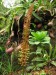 Nepenthes ventricosa2.jpg