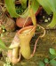 Nepenthes ventricosa3.jpg