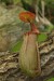 Nepenthes ventricosa4.jpg