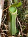 Nepenthes albomarginata 2.jpg
