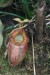 Nepenthes villosa2.jpg