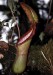 Nepenthes × trusmadiensis.jpg