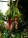 Nepenthes × ventrata.jpg