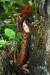 Nepenthes faizaliana.jpg