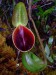 Nepenthes lowii.jpg