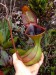 Nepenthes lowii3.jpg