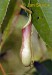Nepenthes distillatoria.jpg