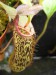 Nepenthes fusca.jpg